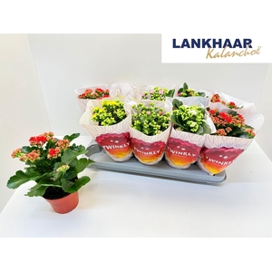 KAL GE PERF GEM 5 KL