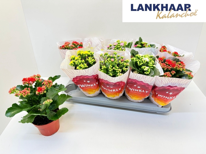 <h4>KAL GE PERF GEM 5 KL</h4>