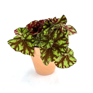 BEGONIA REX-HYBRID P13,5