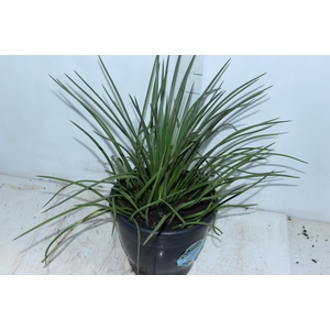 AGAVE PALITO P24
