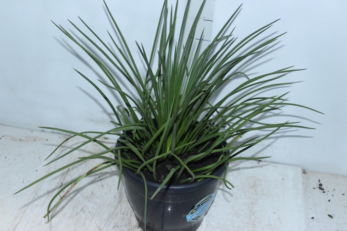 <h4>AGAVE PALITO P24</h4>