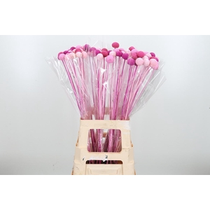 Craspedia Kl Bh Pink Mix