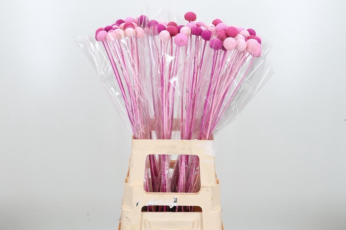 <h4>Craspedia Kl Bh Pink Mix</h4>