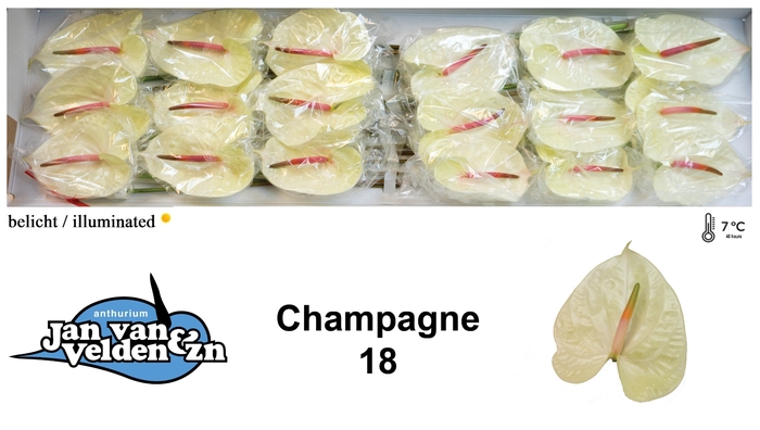 <h4>Anthurium Champagne</h4>