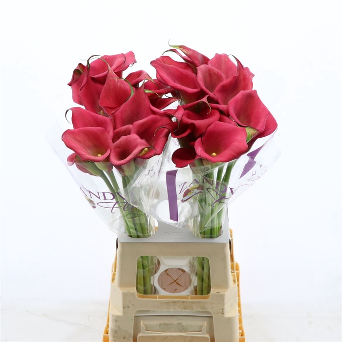 <h4>Calla Hollywood</h4>