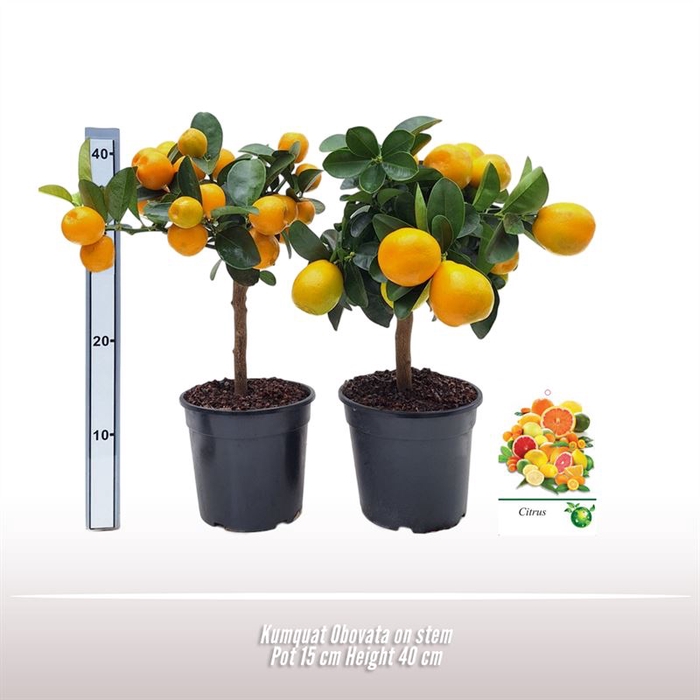 <h4>Kumquat Obovata op stam</h4>