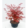 Acer palmatum Deshojo