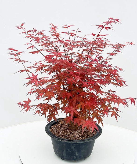 Acer palmatum Deshojo