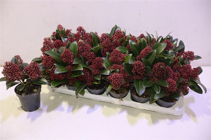 <h4>Skim J Rubella</h4>