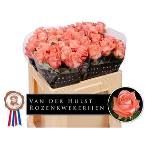 Rosa a grande fleur Liesbeth