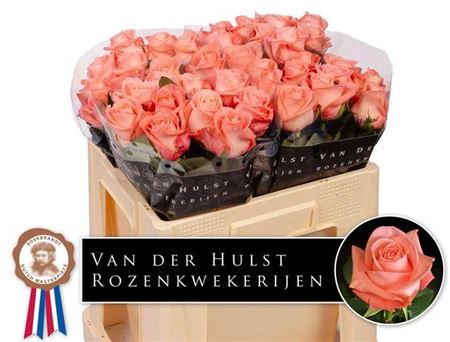 <h4>Rosa a grande fleur Liesbeth</h4>