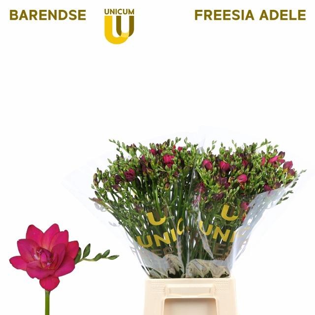 <h4>FR DU ADELE</h4>