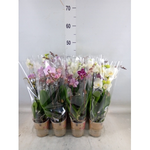 Phalaenopsis multi.   ...