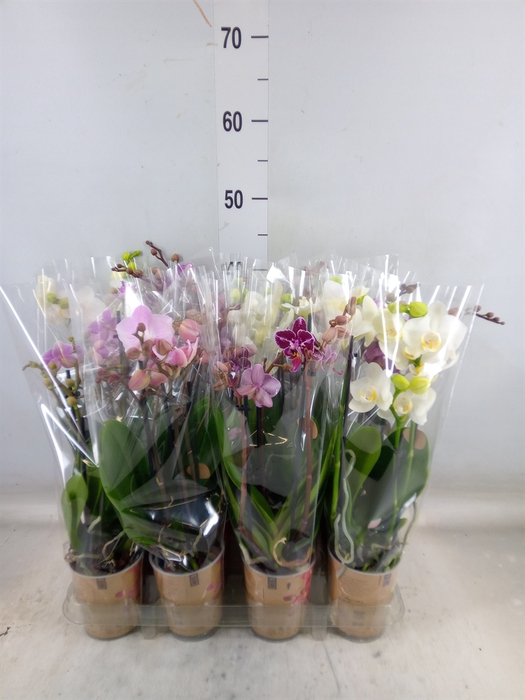 <h4>Phalaenopsis multi.   ...</h4>