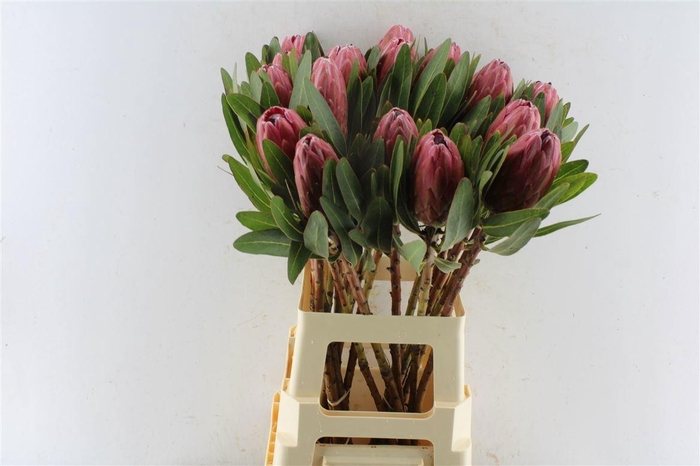 <h4>PROTEA LANCELOT</h4>