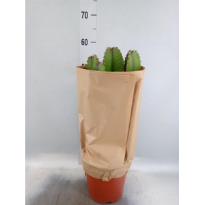 Euphorbia abyssinica
