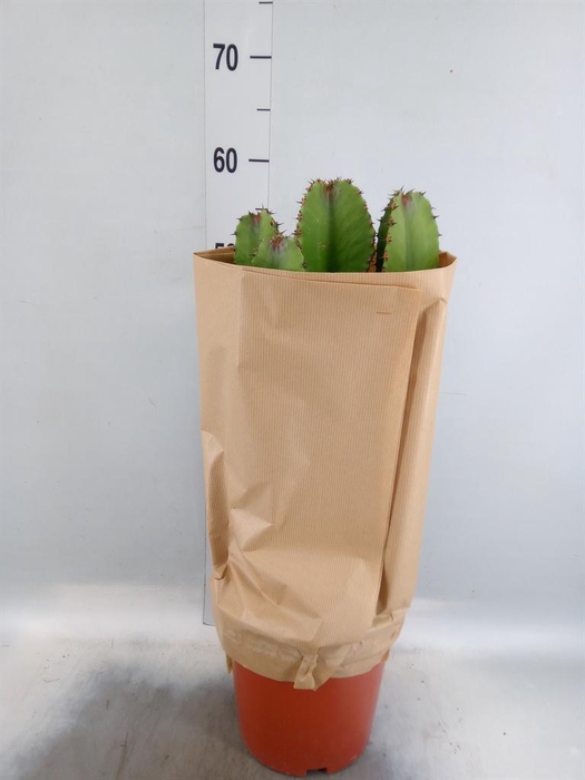 <h4>Euphorbia abyssinica</h4>
