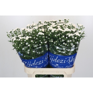 Aster Cassy