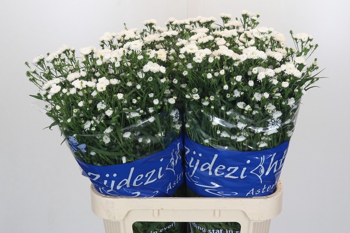 Aster Cassy