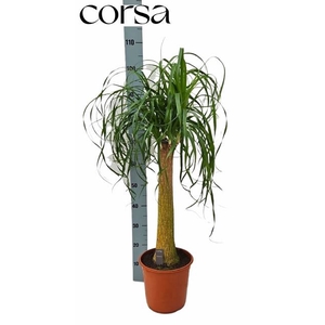BEAUCARNEA RECUR