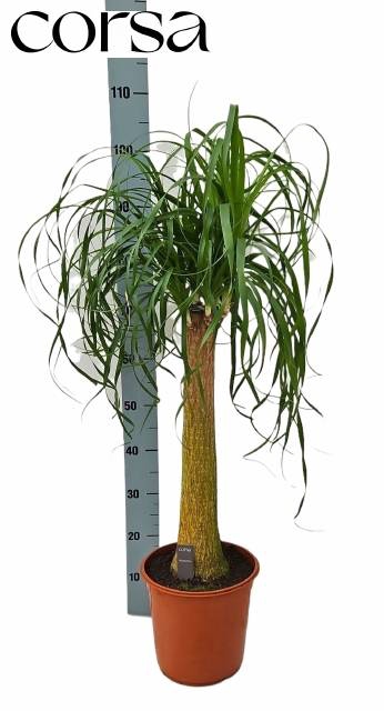 <h4>BEAUCARNEA RECUR</h4>