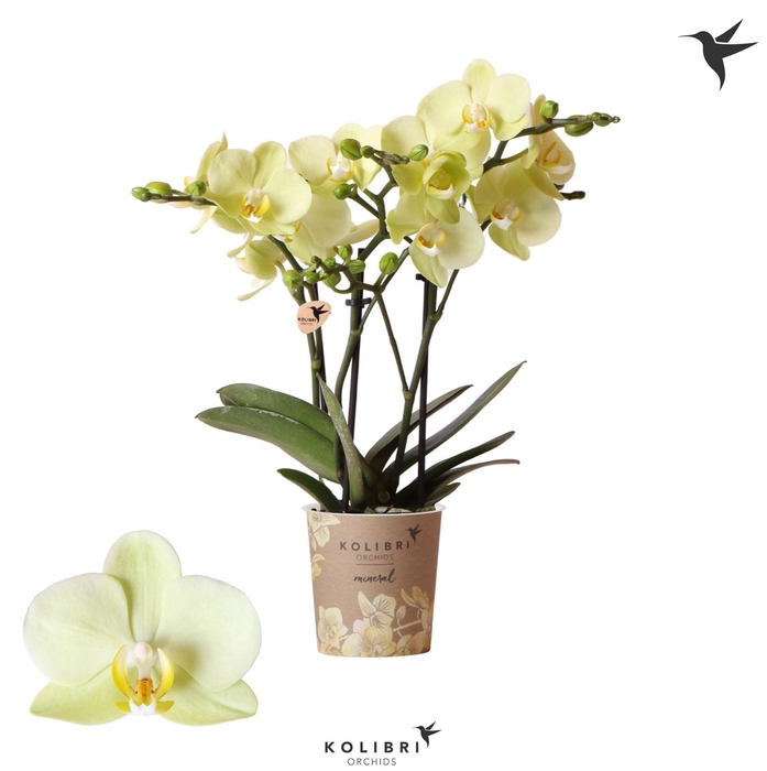 <h4>Phalaenopsis multi.   ...yellow</h4>
