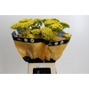 Achillea Golden Painted Prairi