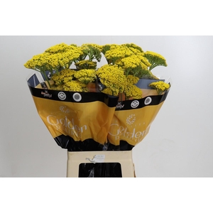 Achillea Golden Painted Prairi