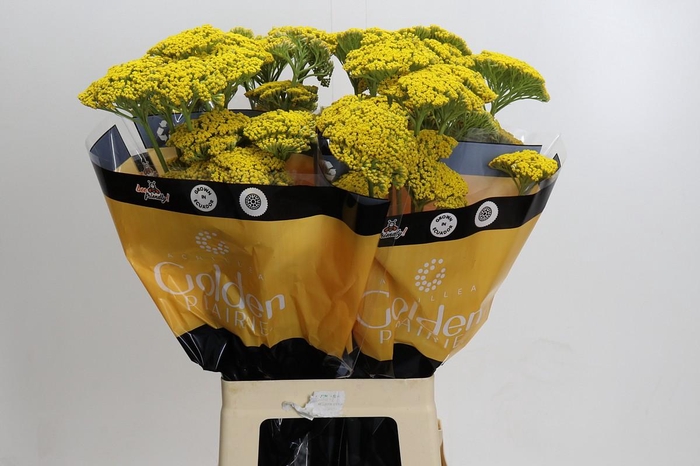 Achillea Golden Prairi