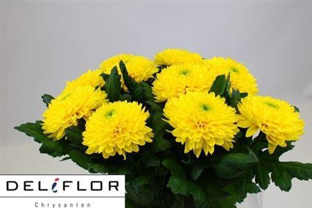 <h4>Chr G Zembla Yellow</h4>