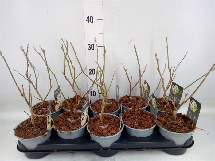 <h4>Magnolia stellata</h4>