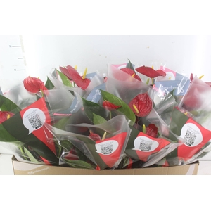 ANTHURIUM RED SUCCESS P15