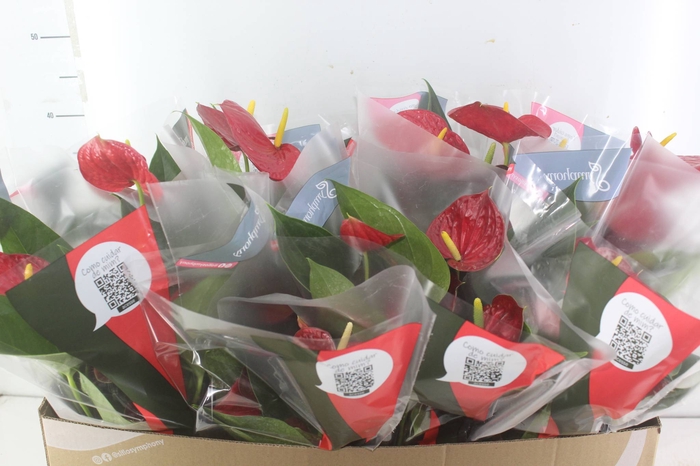 <h4>ANTHURIUM RED SUCCESS P15</h4>