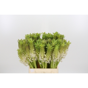 Eucomis C Johannesbu