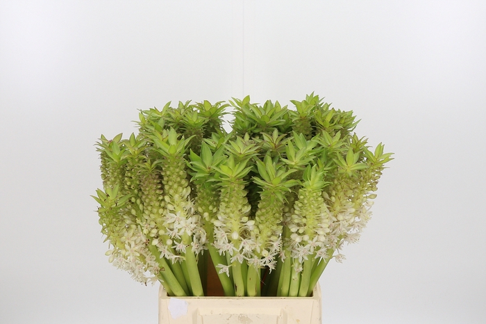 <h4>Eucomis C Johannesbu</h4>