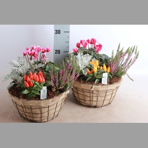 ARR TUINPLANTEN