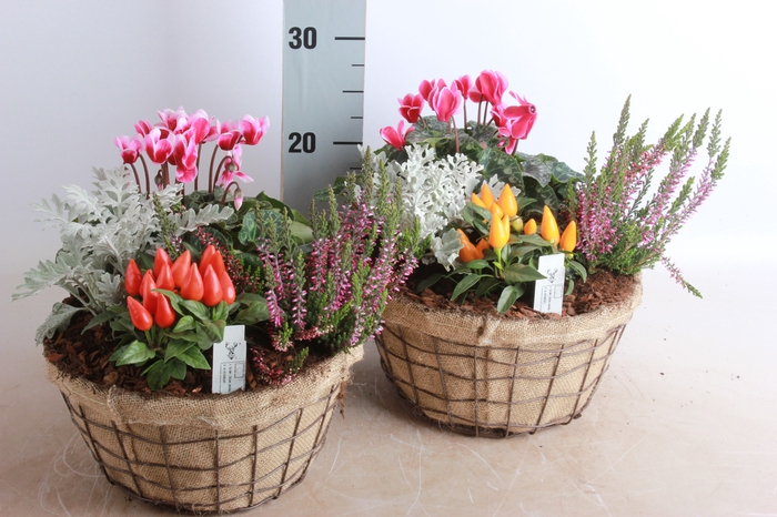 <h4>ARR TUINPLANTEN</h4>