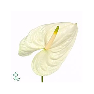 Anthurium moments