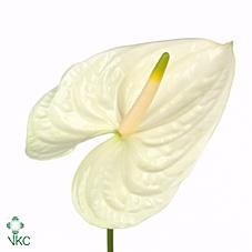 <h4>Anthurium moments</h4>