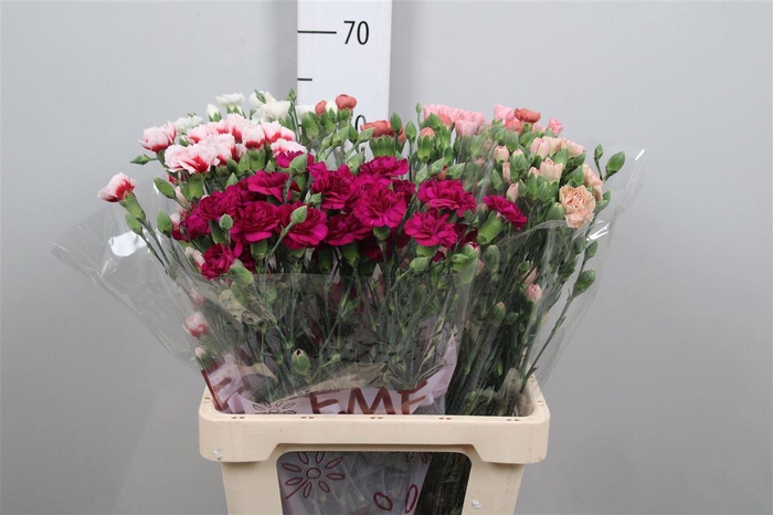 <h4>Di Tr Gem In Fust</h4>