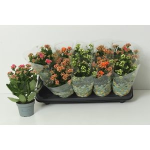 KAL GE PERF GEM 3 KL