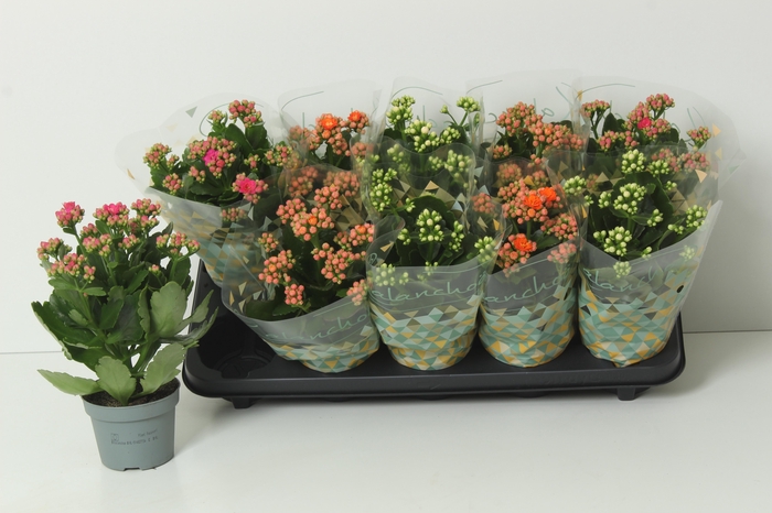 <h4>KAL GE PERF GEM 3 KL</h4>