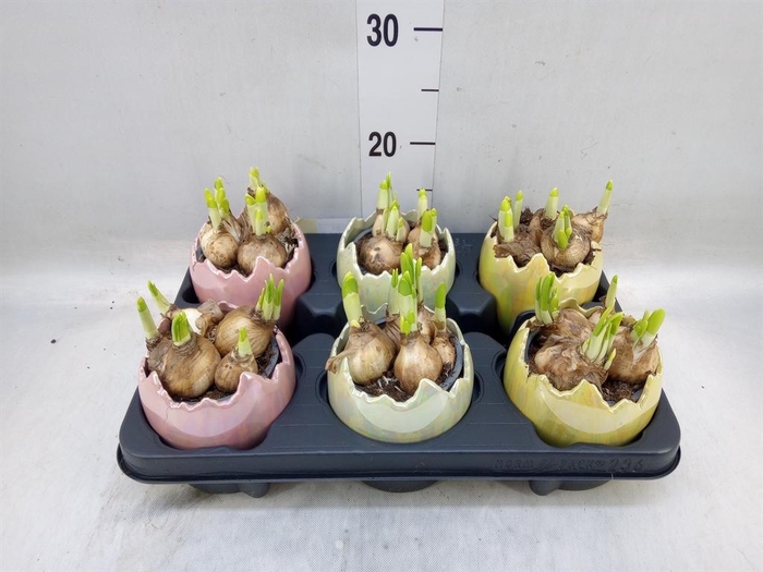 <h4>Arr. Narcissus</h4>