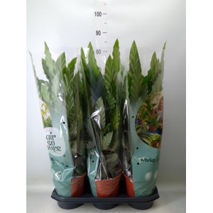 Calathea rufibarba 'Miroscha'