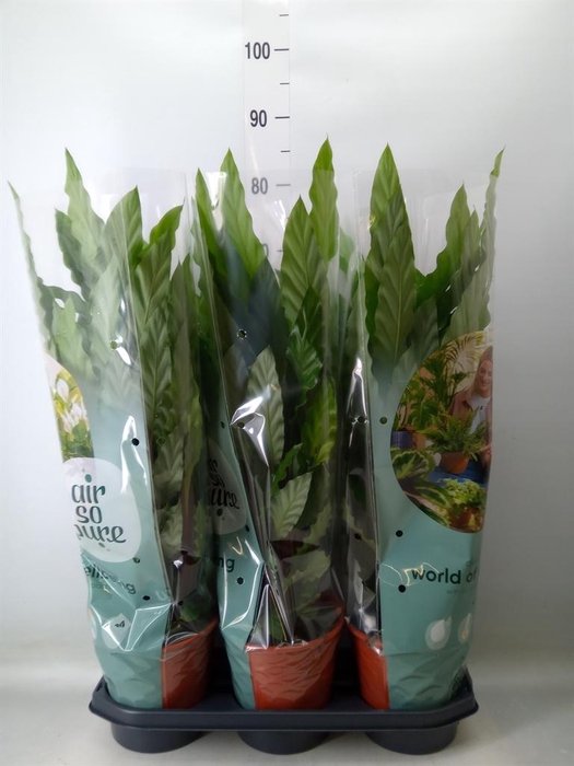 <h4>Calathea rufibarba 'Miroscha'</h4>