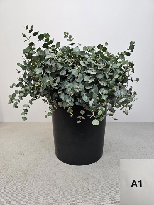 <h4>EUC GUNNII PB</h4>