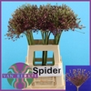 Allium Spider