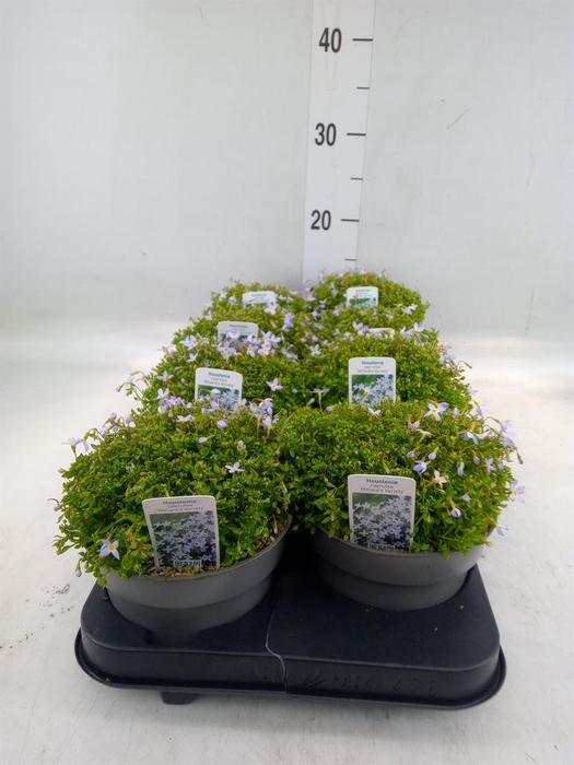 <h4>Houstonia caerulea</h4>