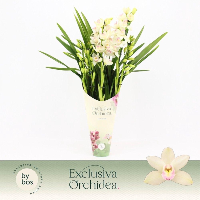 <h4>Cymbidium, Heino 5-spike 'Exclusiva Orchidea' Potcover</h4>