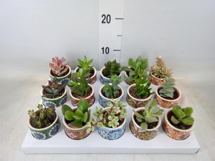 <h4>Succulents   ...</h4>